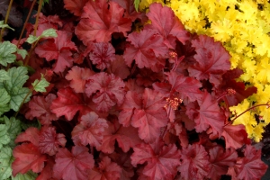 Heuchera 'Fire Chief' 